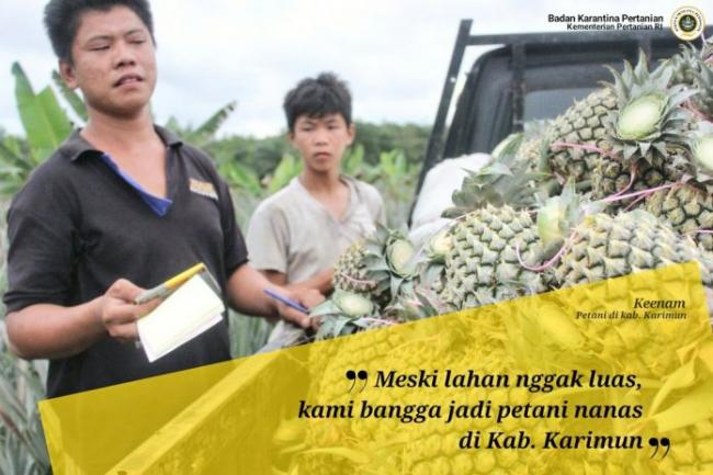 Petani Nenas Kundur Belum Sanggup Penuhi Permintaan Singapura