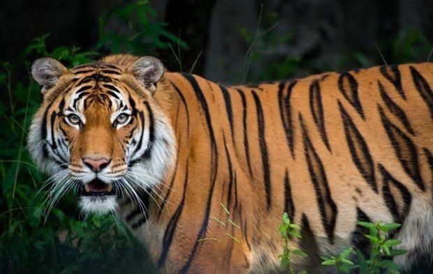 Seorang Pencari Kayu di Riau Tewas Diserang Harimau