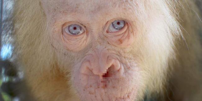 Penampakan Orangutan Albino Langka yang Jadi Sorotan Dunia 