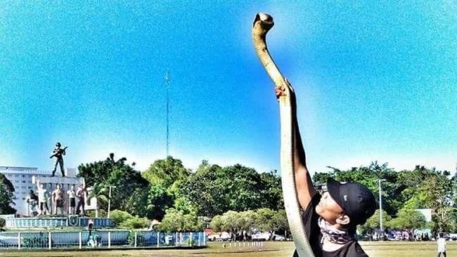 Pemuda di Kalimantan Tewas Dipatuk King Cobra saat Acara Car Free Day