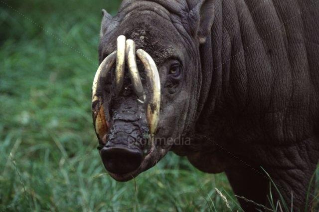 Makhluk Teraneh di Dunia Diyakini Berada di Hutan Sulawesi 