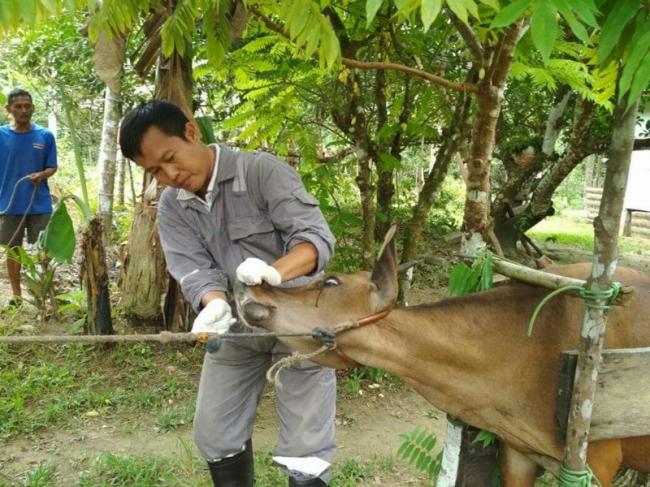 DPKP Lingga Cek Kesehatan Hewan Kurban Jelang Idul Adha
