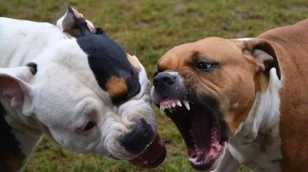Ramiza Bocah 8 Tahun Tewas Diterkam Pitbull Peliharaan