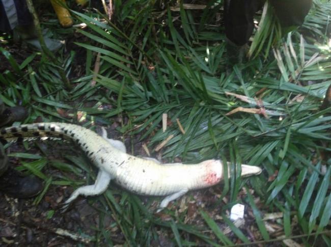 Cari Korban Terkaman Buaya, TNI AD Temukan Anak Buaya dan Baju Korban