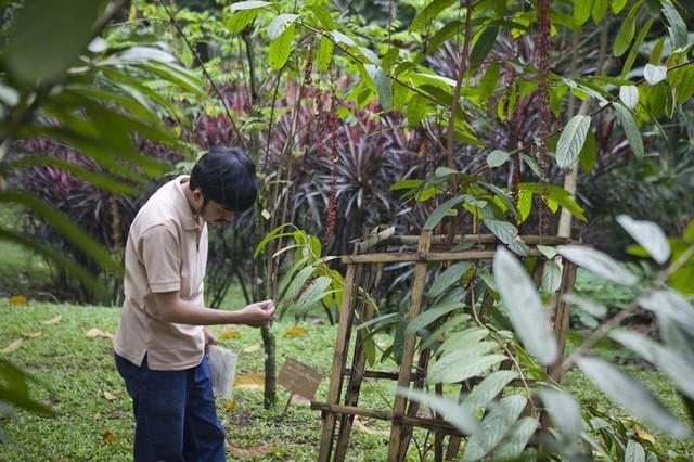 Taman ini Dapat Menyembuhkan Penyakit!