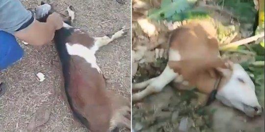 Video: Kocak, Kambing Ini Pingsan saat Hendak Disembelih