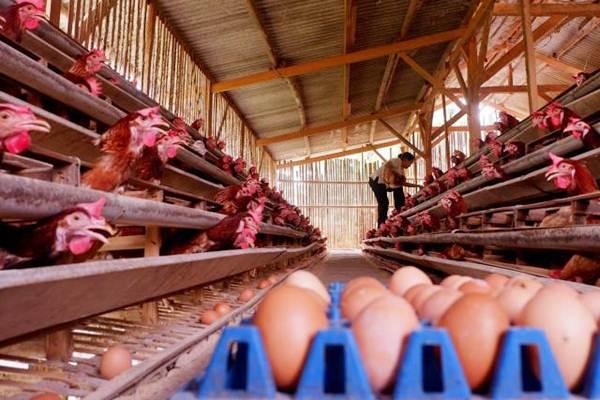 Nasib Peternak Ayam Petelur di Bintan Seperti Telur di Ujung Tanduk