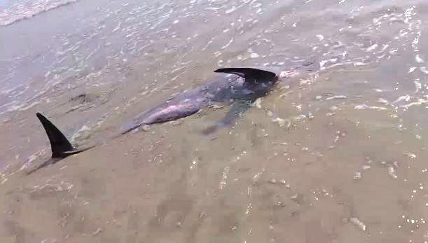 Lumba-Lumba Penuh Luka Terdampar di Pantai Tanjung Natuna