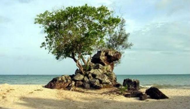 Pantai Unik Lingga, Ada Batu Berdaun