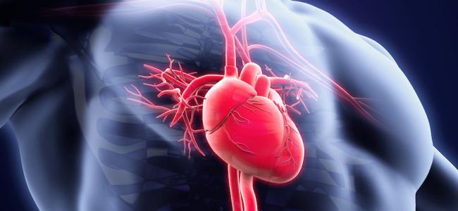 Peredaran Darah Tidak Lancar, 5 Organ Tubuh Ini Bakal Terganggu