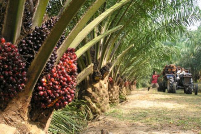 Pantaskah Perkebunan Sawit Dibuka di Lingga?