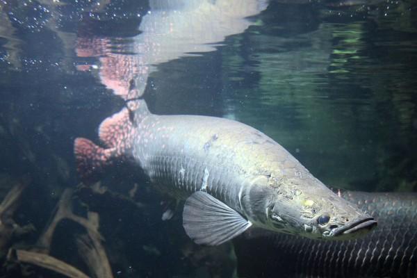 8 Fakta Menarik Arapaima, Ikan Raksasa yang Bikin Heboh Netizen