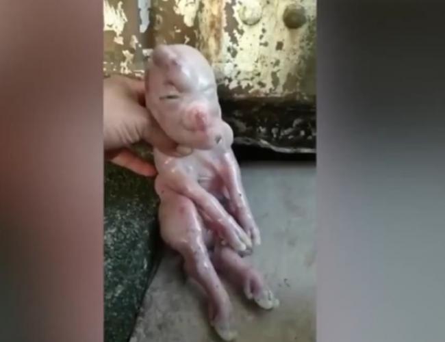 Heboh, Anak Babi Berwajah Mirip Manusia