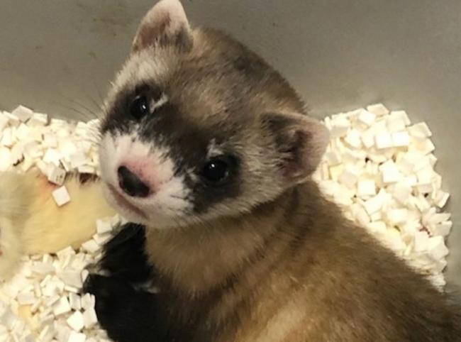 Ilmuan AS Sukses Kloning Musang Spesies Langka