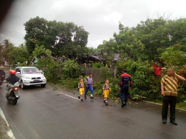 Pohon Besar Tumbang di Jalan yang Sering Dilewati Anak-anak TK