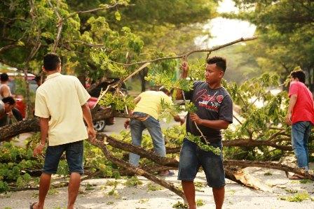 Truk Kontainer Nyangkut Tumbangkan Pohon di Batam Centre