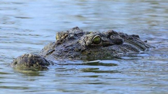 Cuci Baju di Tepi Sungai, Desmawati Diterkam Buaya