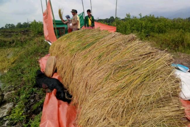 Beras Hasil Sawah Petani Panggak Darat Segera Beredar di Pasaran