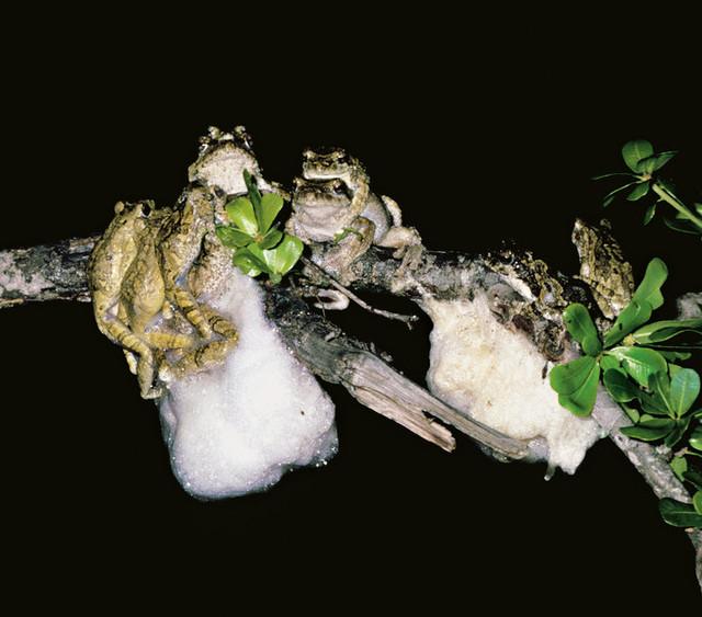 Pesta Seks Berbusa Ala Katak Pohon Grey Foam-Nest