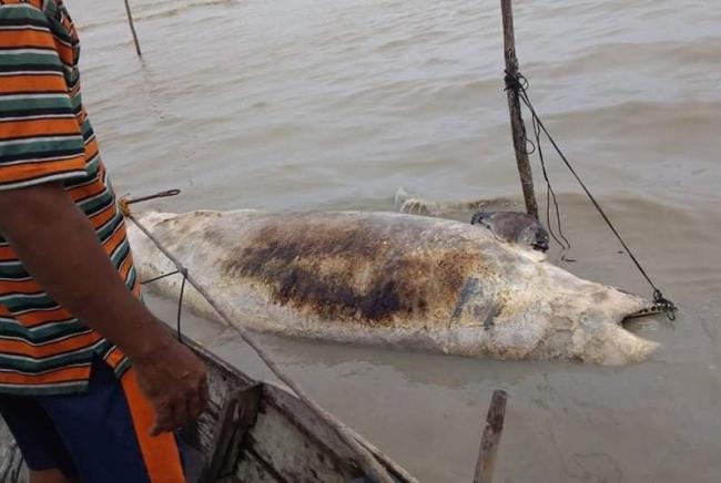 Bangkai Ikan Paus Membusuk Terapung di Perairan Lingga