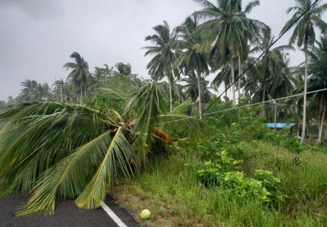 Angin Kencang Tumbangkan Pohon Kelapa hingga Tiang Listrik di Natuna