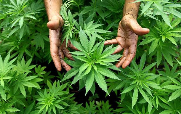 Australia Mau Buka Lahan Ganja Terbesar, Hasilkan 500 Ton Setahun