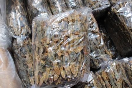 Berharga Tinggi di China, Cicak Kini Jadi Hewan Paling Diburu