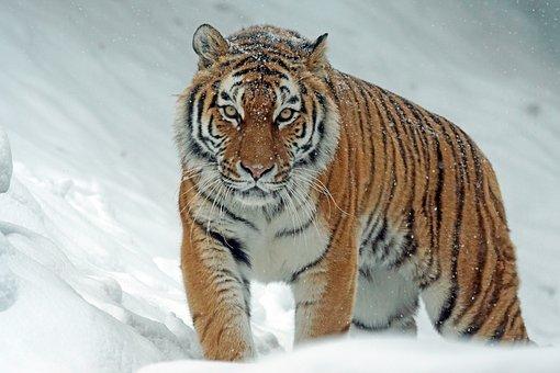 Pengunjung Histeris Lihat Penjaga Kebun Binatang Diterkam Harimau