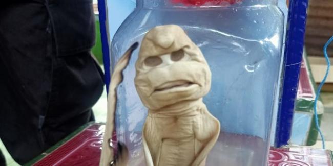 Ikan Hiu Mirip Manusia di Rote Ndao Dibawa ke IPB untuk Diteliti