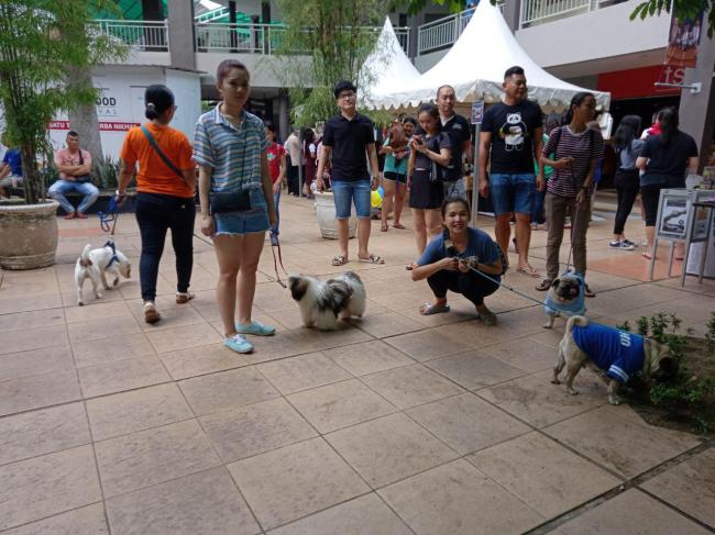 Selama 2 Hari Nagoya Citiwalk Jadi Surganya Pencinta Anjing