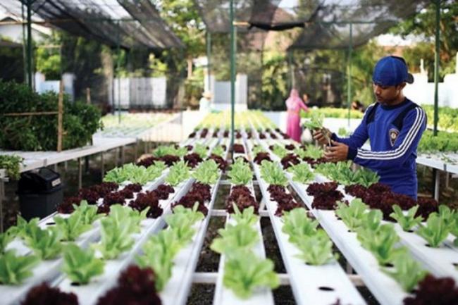 Puslit KPK Umrah Galakkan Urban Farming, Perkuat Ketahanan Pangan Ibu Kota Kepri