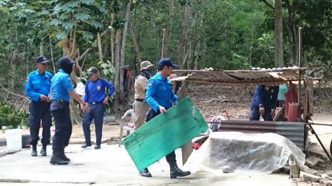Masih Tersisa, 50 Ekor Babi di Sekitar Dam Duriangkang Dimusnahkan