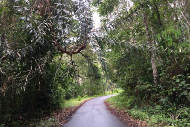 Akses Jalan Menuju Wisata Air Panas Singkep Menyempit