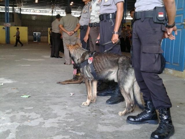 Lexus, Anjing Pelacak Polisi yang Lucu, Lacak Narkoba Rupanya Bumbu Masak