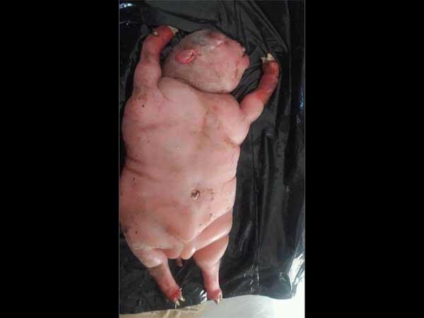 Viral Foto Anak Domba Mirip Manusia; Penduduk Menyebut Kiriman Iblis
