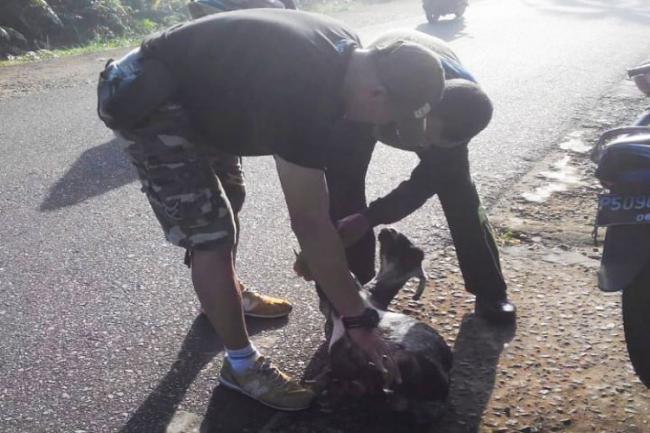 Pemilik Cuek, Satpol PP Tangkap Hewan Ternak Berkeliaran di Lingga