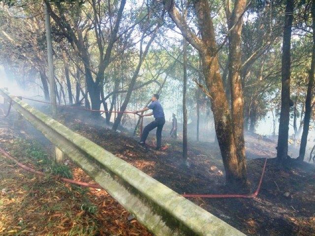 Hutan Sei Ladi Terbakar, Asap Sempat Penuhi Ruas Jalan