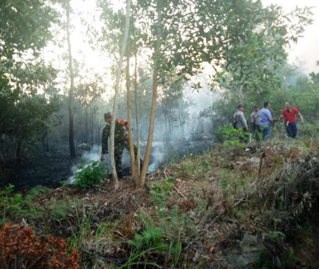 Minim Personel, Damkar Bintan Timur Kewalahan Padamkan Kebakaran Lahan