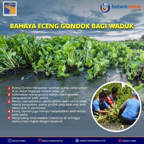 INFOGRAFIS: Bahaya Eceng Gondok Bagi Waduk