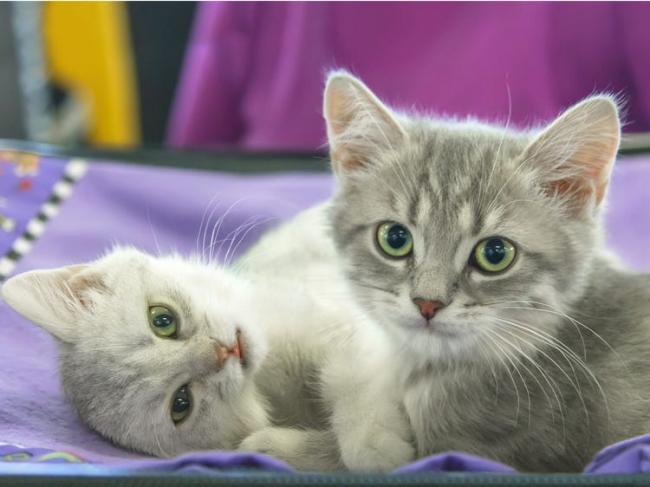 Kelompok Pecinta Hewan Laporkan Kasus Pembantaian Kucing ke Polda Kepri