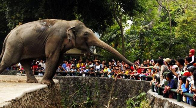 Asyik Wisata di Ragunan, Seorang Wanita Kehilangan Suami