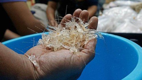 3 Pelaku Penyelundupan Benih Lobster Ditangkap di Pelabuhan Batam