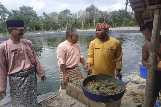 Ratusan Kilogram Udang Vanamei di Lingga Timur Mati