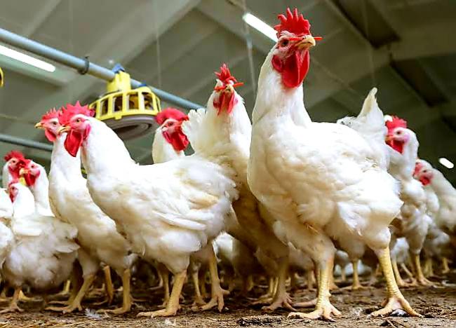 Pemerintah Pastikan Ayam Potong di Bintan Sehat dan Aman Dikonsumsi