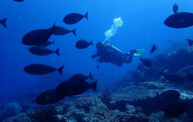 Menyelam di Labuan Bajo Tak Pernah Membosankan