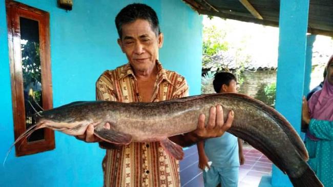 Seekor Lele Raksasa Ditemukan di Banten
