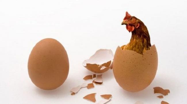Duluan Ayam atau Telur, Ini Kisahnya Sampai Misteri Terpecahkan