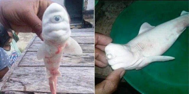 Bayi Hiu Albino Bermata Satu Ditemukan Nelayan Indonesia