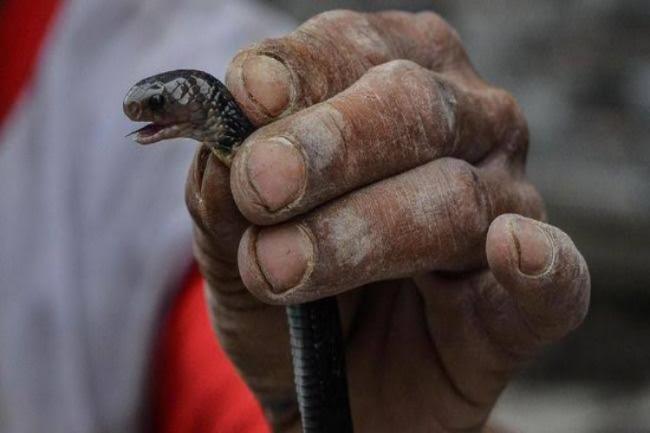 Dinkes Siapkan Serum Anti Ular Kobra Untuk Seluruh Puskesmas di Bintan
