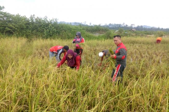 Nizar Ajak Petani Lingga Giat Bersawah
